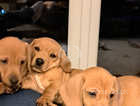 Gorgeous Golden Jacadac puppies