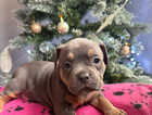 American Bully MC LOVIN OFF SPRIN - COWBOY LINES