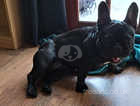 1 year old black french bulldog