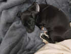 Lost puppy