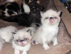 3 Beautiful persian flatnose kittens