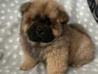 Chow chow female puppies