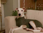 DAISY - 1yr old Lurcher available to a good home