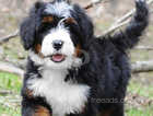 Eye-catching Bernedoodle Puppies