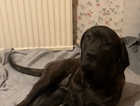 3 cane corso puppies waiting to be homed