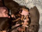 Miniature Dachshunds Puppies For Sale