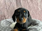 Ready to go!!!! 1 female Mini black & tan dachshund