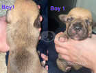 Beautiful cross breed puppies for sale