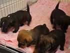 Staff x dachshund puppies