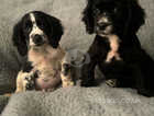 REDUCED!!Cocker puppies looking for new homes!