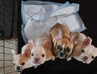 Four gorgeous pups