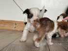 KC Registered Chinese Crested puppies
