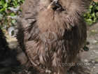 Silkie hens 5/6 months old