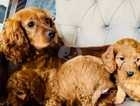 Stunning Cavapoo puppies- Ready to Leave Saturday 20th April!