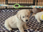 Kc registered Golden Retriever puppies