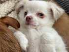 Stunning boy chihuahua pup