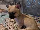Chihuahua puppy