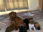 6 paddydale pups for sale November November