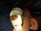 Boy jack russell  pup