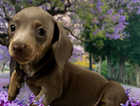 Beautiful dachshund puppy's