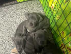Blue pedigree staffy pups for sale
