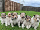 Rough collies puppies