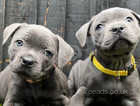 Staffordshire bull terrier puppies ready