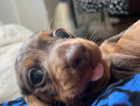 Millie dappled dachshund puppy
