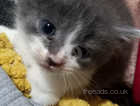 4 male kittens for sale £250 each