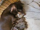 6 healthy miniature dachshund pedigree puppies