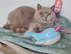 IMPERIAL GRAND CHAMPION SIRED PEDIGREE GCCF REG LILAC BRITISH SHORTHAIR RETIRED QUEEN