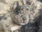 French bulldog puppies for sale!!!