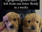 Absolutely gorgeous Goldendoodle puppies