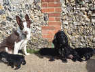 Absolutely delightful Cocker Spaniel Border Collie puppies. Ready this Saturday. Canterbury.