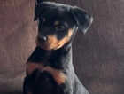 1 female Rottweiler puppy for sale