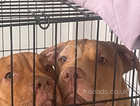 Two American bully x puppies 7 months old