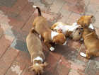 Four lovely male pups Jacksrussel x Chihuahua pups