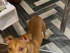 Red Staffordshire bull terrier  X