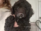 Spaniel x poodle sproodle Cavapoo puppy female ready now