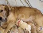 PRICE DROP!! Stunning litter of KC goldens for sale