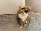 Lost Cat Amber
