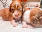 Homebred miniature dachshunds