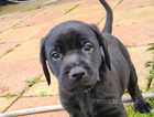 Stunning labrador pup's ready now