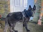 Jerman shepherd
