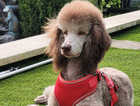 Waiting List Open for Exceptional Standard Poodle Pups