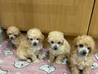 Toy Poodle puppies (DNA Health tested parents)