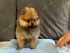 Stunning Pomeranian puppies for sale