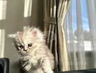 Pedigree Persian kitty