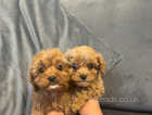 F1 cavapoo puppy one girl left looking for her forever home