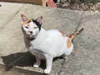 Missing female Calico